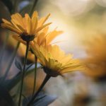 追新番必看:微博上的热门动漫推荐与讨论 1idfn96ml